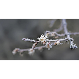 Nouyue Frost Detecting System